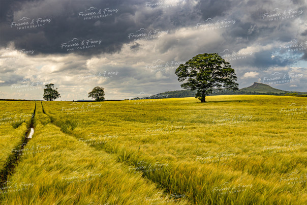 To buy a print or any of the below please click on the images